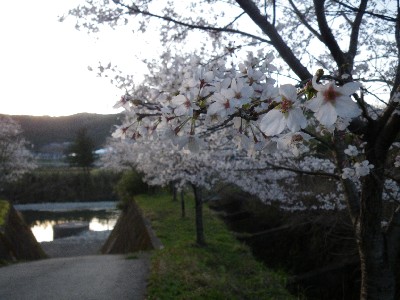赤木川の桜.jpg
