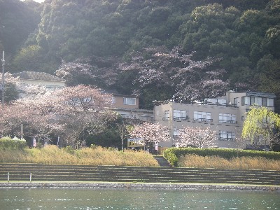 石山の桜
