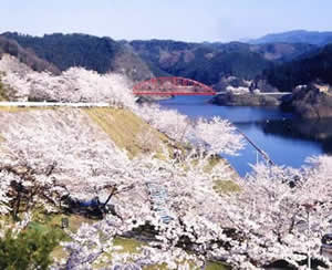 青蓮寺湖の桜