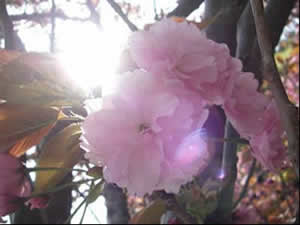 琵琶湖石山寺の桜
