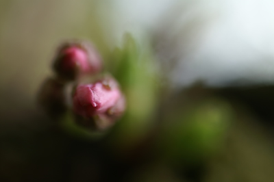 20120407IMGP0082.jpg