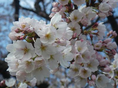 20120407IMGP0126.jpg