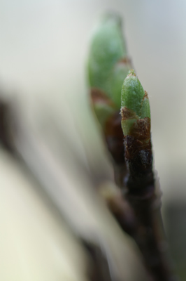 20120407IMGP0136.jpg