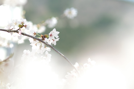 20120412PICT0032.jpg