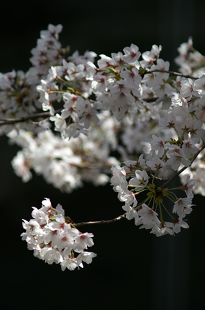 20120412PICT0046.jpg