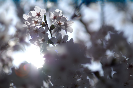 20120412PICT0053.jpg