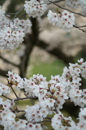 20120412PICT0066.jpg