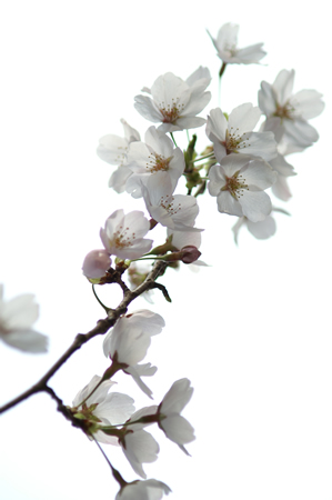 20120412PICT0077.jpg
