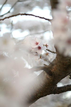 20120412PICT0084.jpg