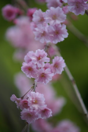 20120412PICT0093.jpg