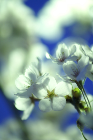 20120412PICT0165.jpg