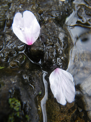 20120414IMGP0120.jpg