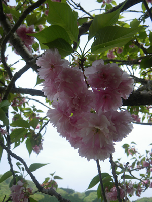 201204219IMGP00220.JPG
