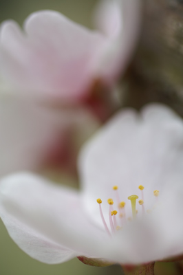 20120421IMGP0173.jpg