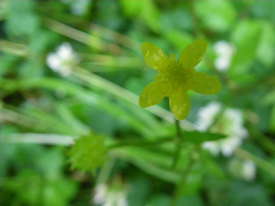 20120616IMGP0140.jpg