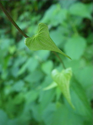 20120805IMGP0197.jpg