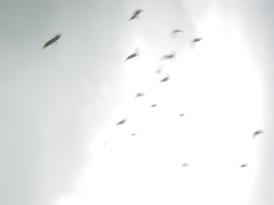 20120818IMGP0199.jpg