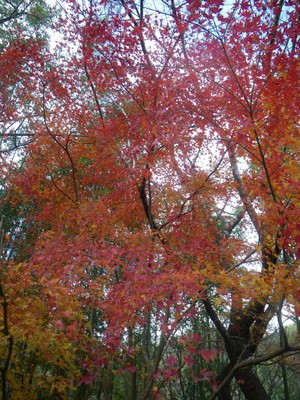 20121208IMGP00071.JPG