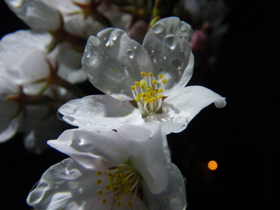 201504125.JPG