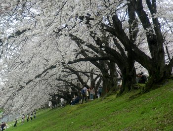 IMGP0265.JPG