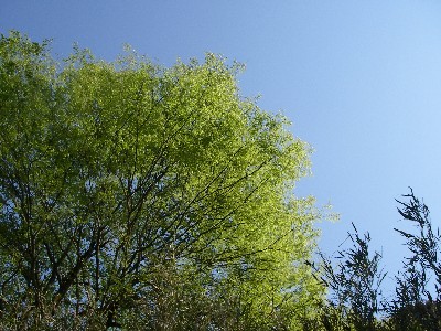 IMGP0537.JPG