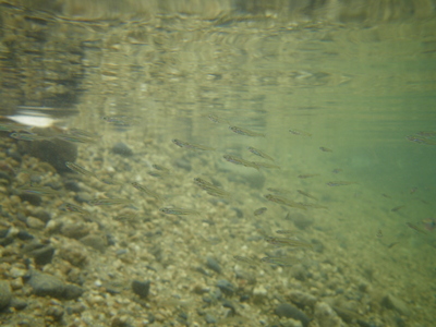 IMGP20130630110.JPG