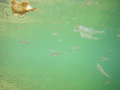 IMGP2013063094.JPG
