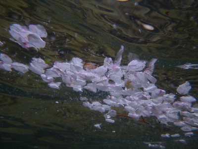 IMGP8499.JPG