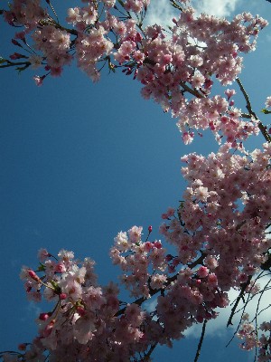 IMGP8553.JPG