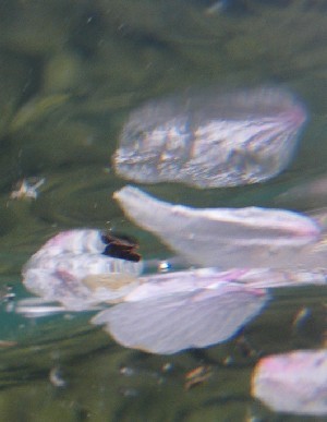IMGP87111.JPG