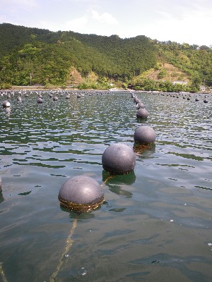 IMGP9324.JPG